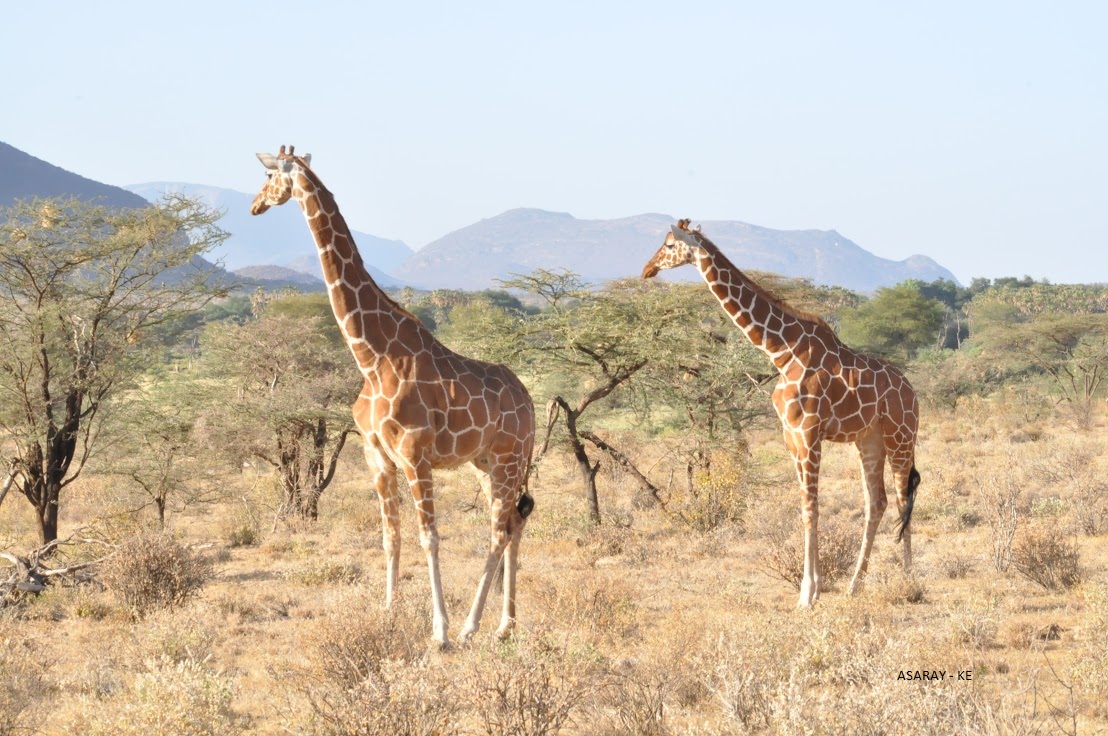 Road Safaris