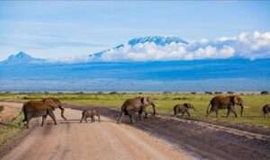 7 Days of Amboseli and Tsavo