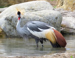 Uganda