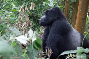 10 Days of Unique Experience Kenya & Uganda