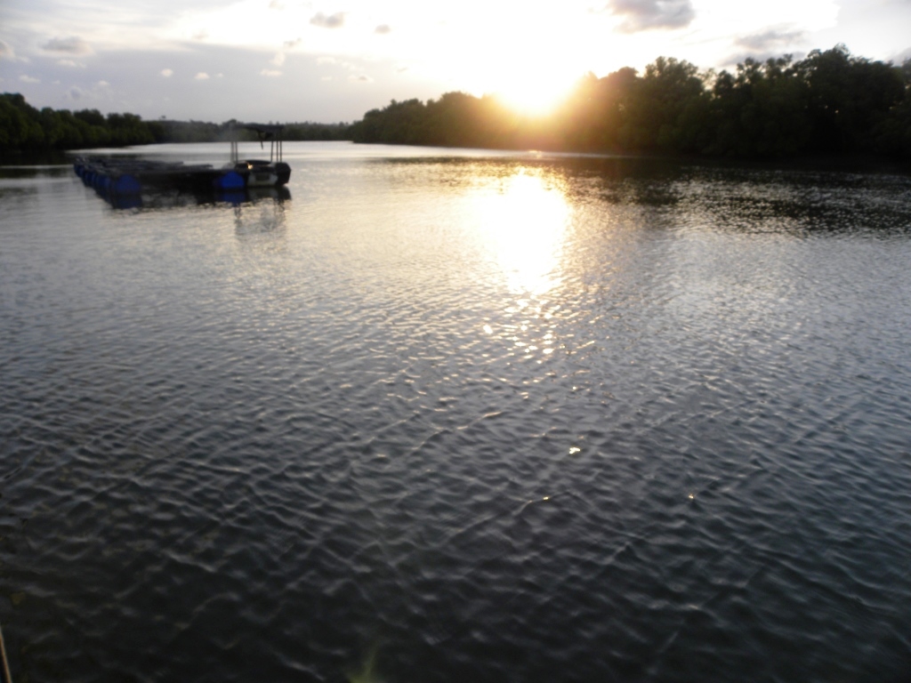 Sun Downer