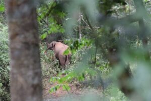 Kakamega Forest National Reserve