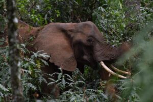 Mt. Elgon National Park