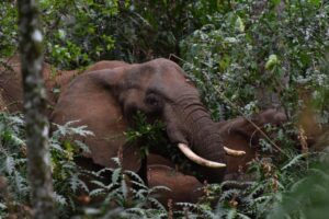 Kakamega Forest National Reserve