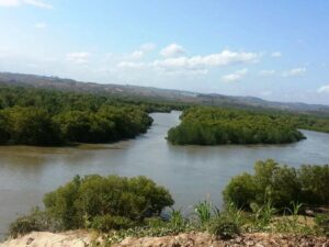 Mangrove Conservation