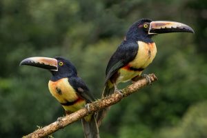 Kakamega Forest - A bird watchers Heaven