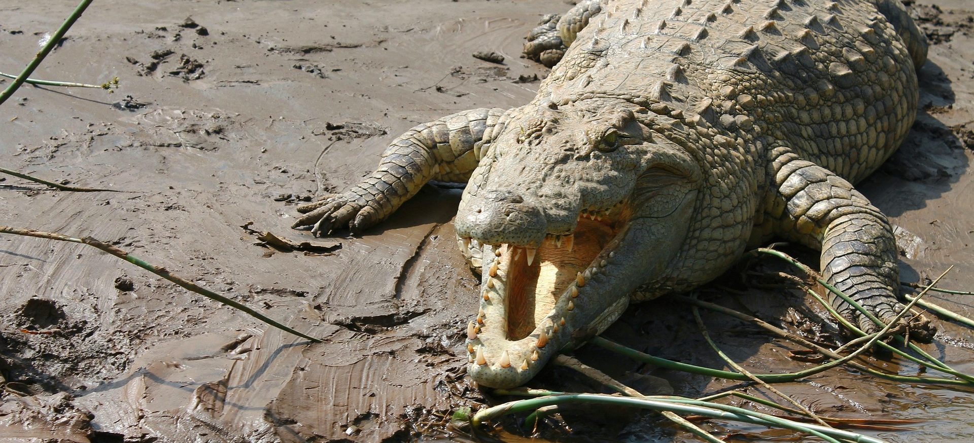 crocodile-945308_1920