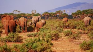 Mt. Elgon Salt-Licking Elephants