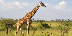 Lumo Community Wildlife Conservancy