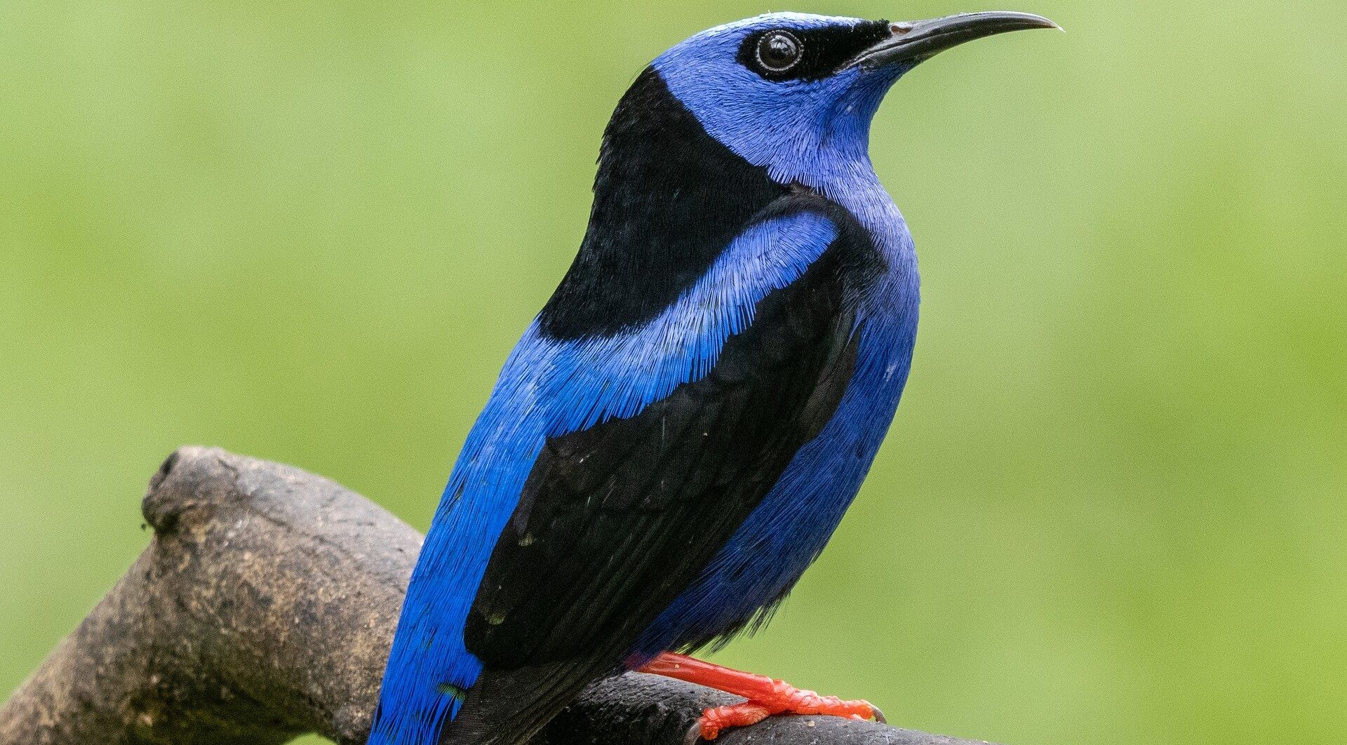 Kakamega Forest - A bird watchers Heaven