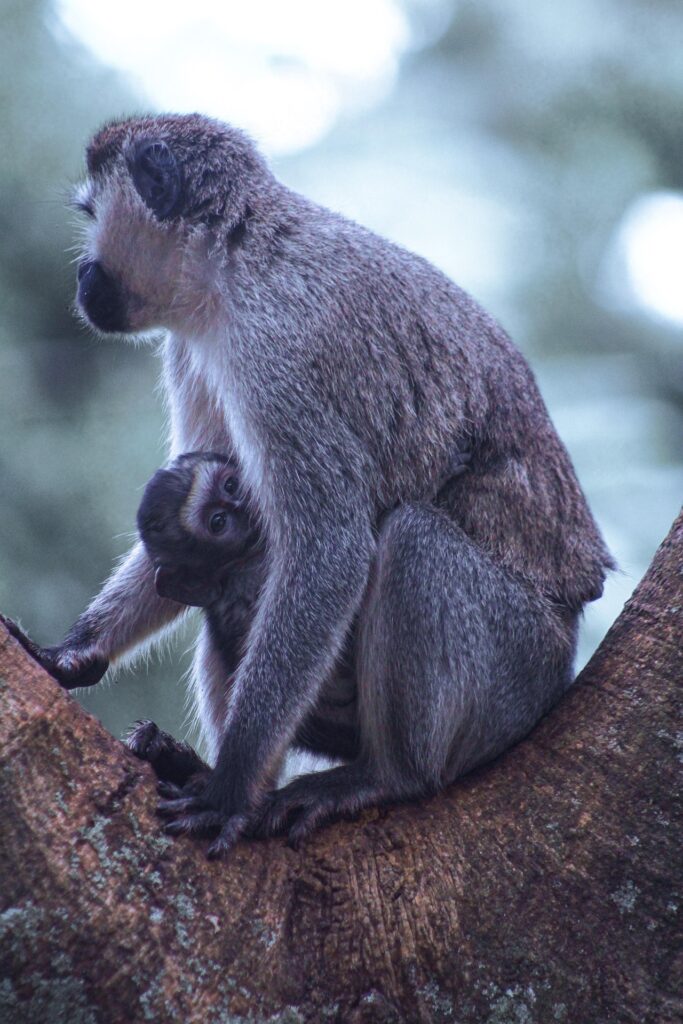 Kibale National Park