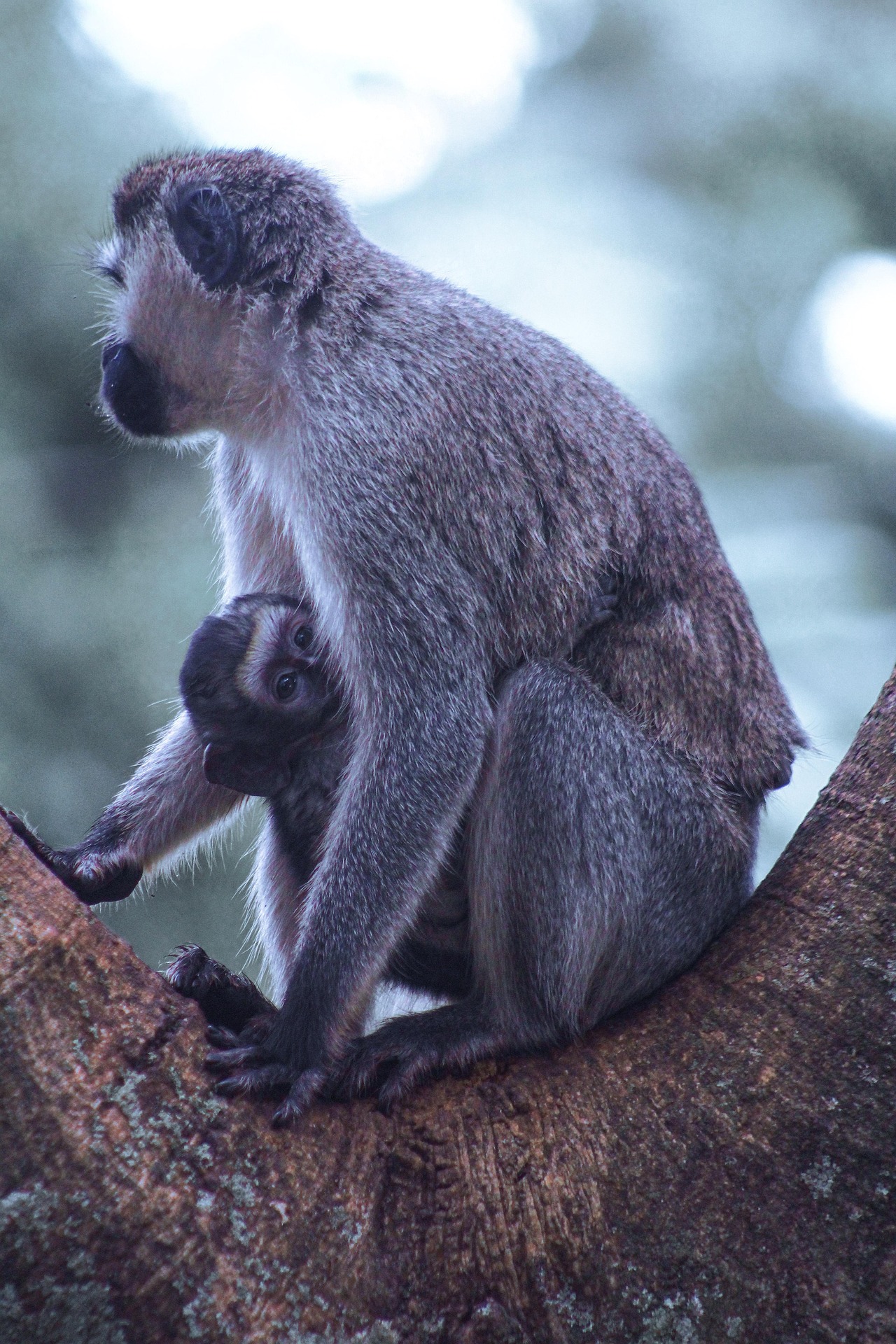 Kibale National Park