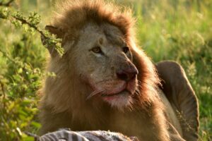 Serengeti National Park