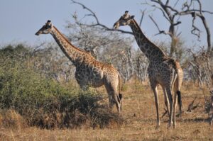 8 Days - Safari Experience - Eco Learning