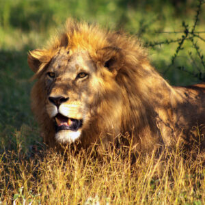 10 Days of Unique Experience Kenya and Uganda