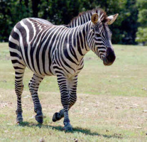 10 Days of Unique Exciting Safari Adventure