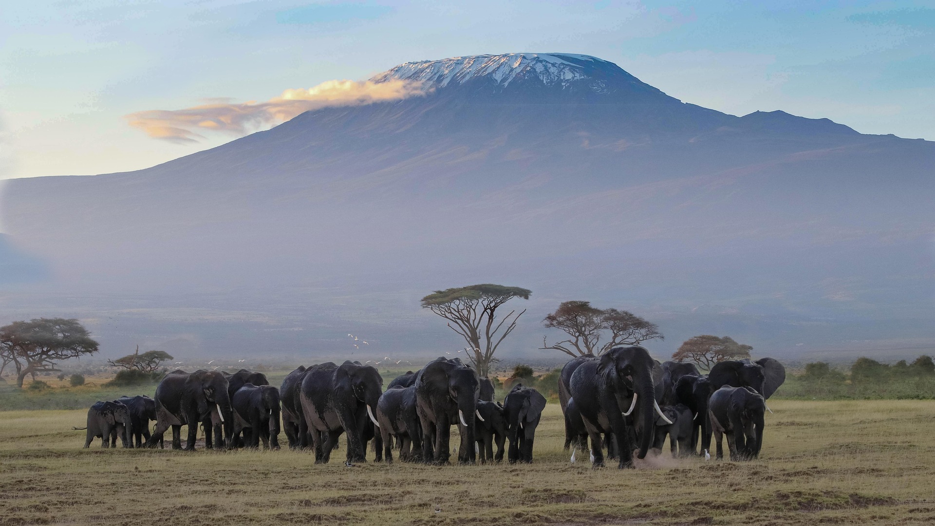 Mt Kilimanjaro