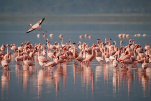 Nile Crocs of Lake Victoria