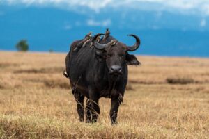 10 Days of Unique Exciting Safari Adventure