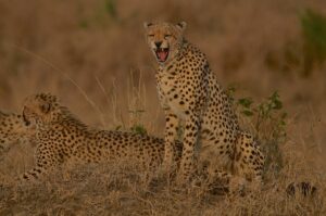 7 Days Of Unique & Exciting Safari Adventure