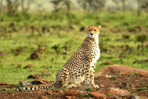 8 Days Amboseli and Tsavo National Parks