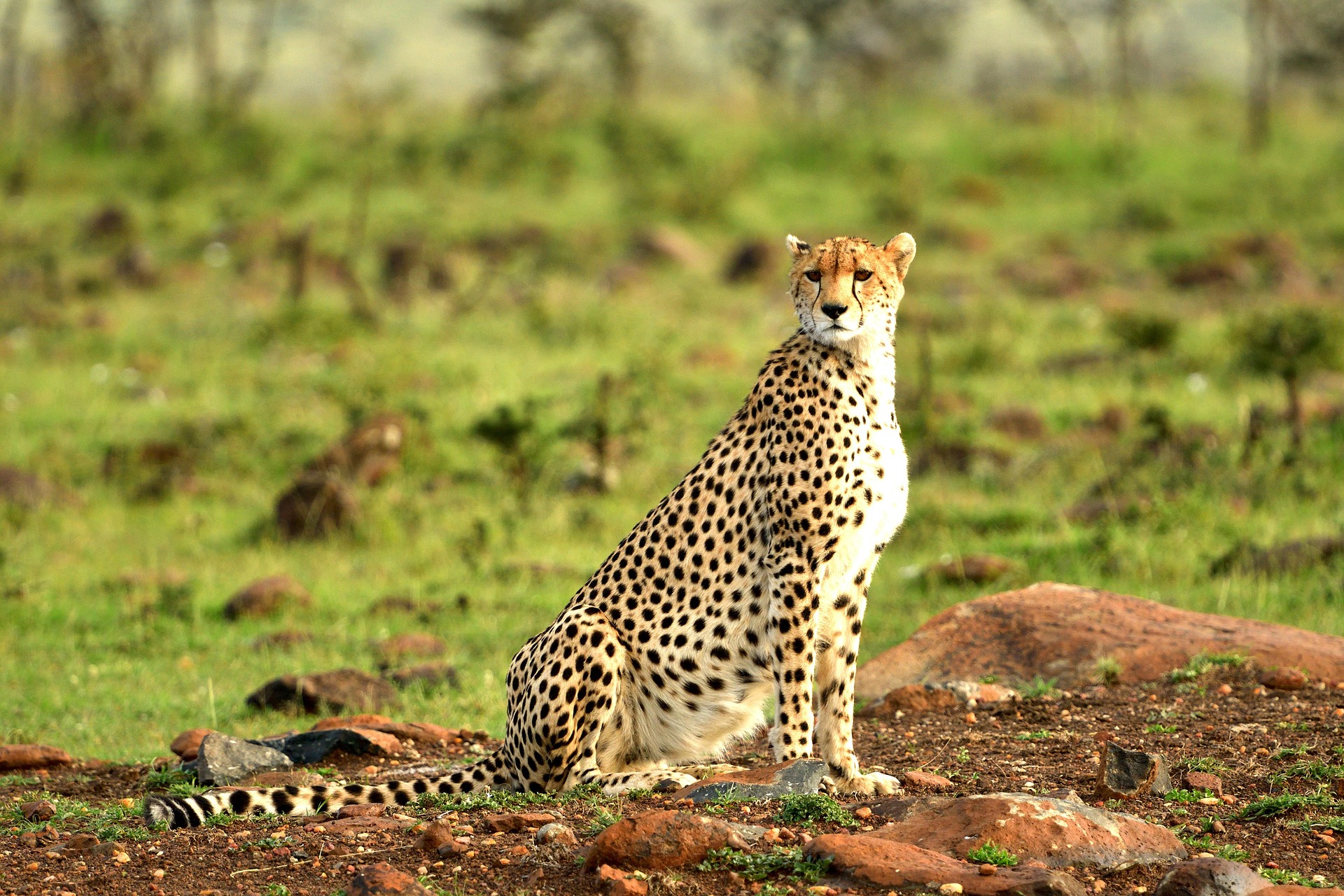 8 Days Amboseli and Tsavo National Parks