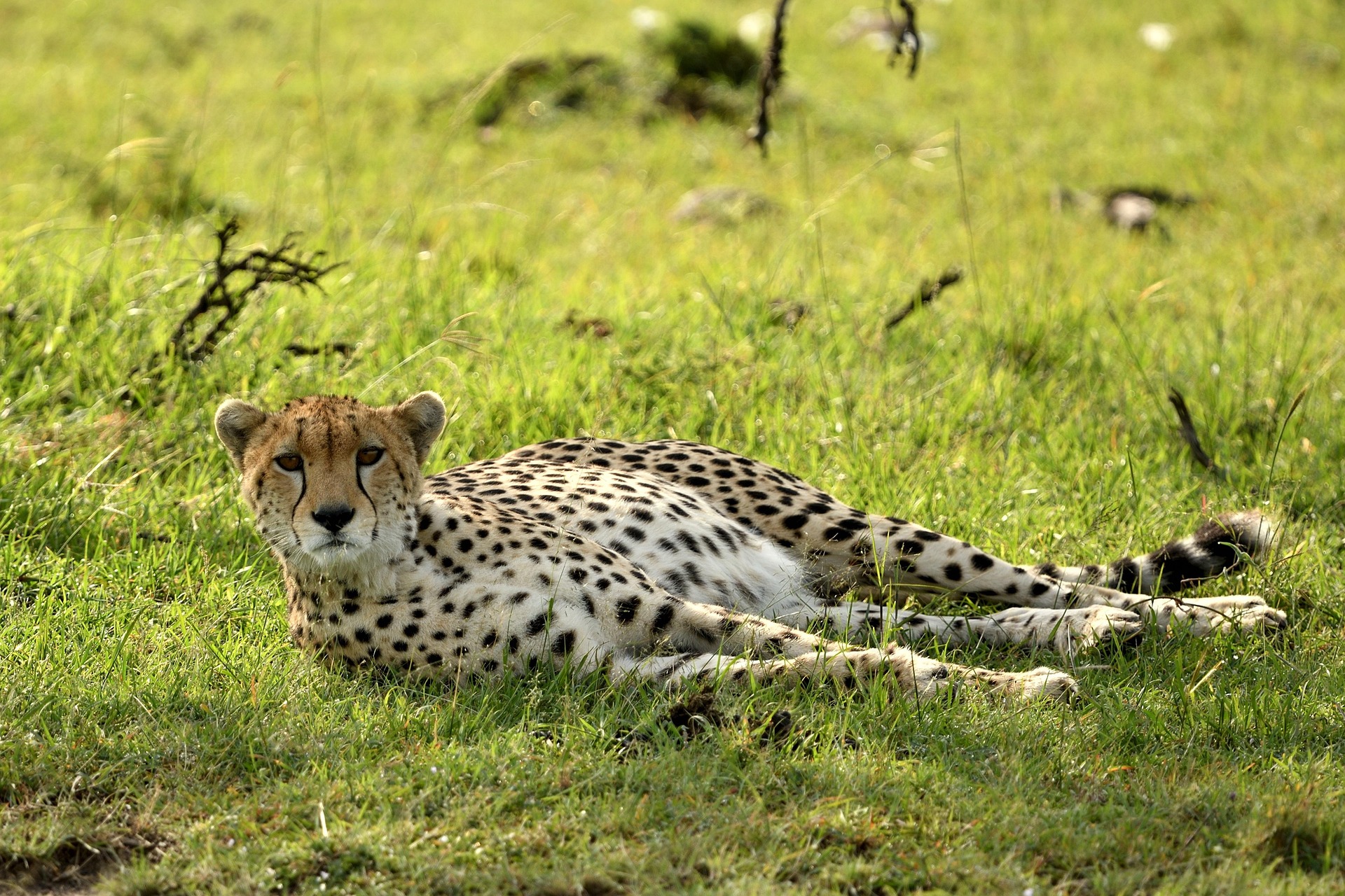 Maasai Mara National Reserve