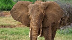 10 Days of Unique Experience Kenya and Uganda