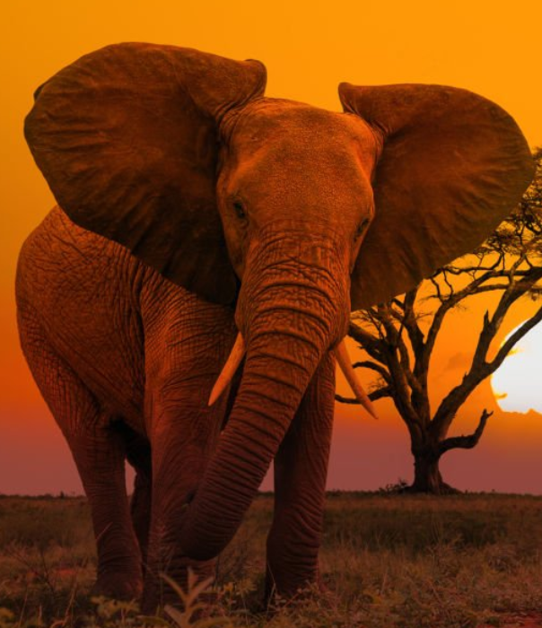 9 DaysSerengeti and Ngorongoro