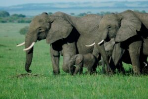 Amboseli National Park