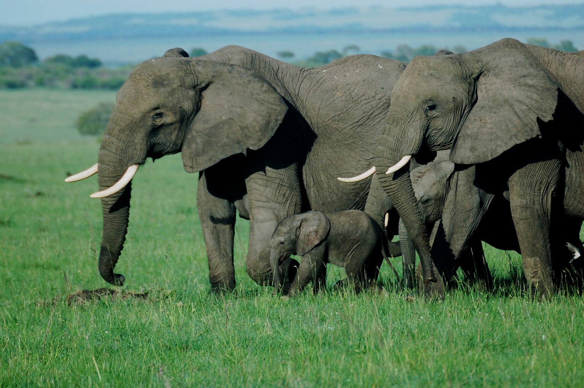 Amboseli National Park
