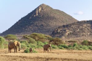8 Days - Safari Experience - Eco Learning