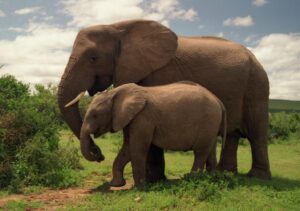 Mt. Elgon National Park