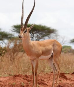 8 Days Amboseli and Tsavo National Parks