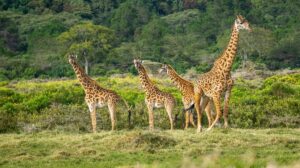 12 Days Of Eco Learning Safari Experience