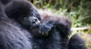 10 Days of Unique Experience Kenya and Uganda