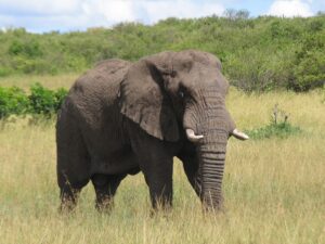 8 Days Amboseli and Tsavo National Parks