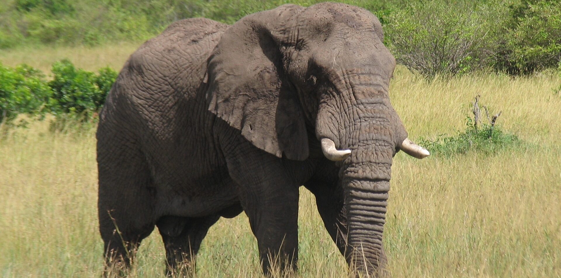 8 Days Amboseli and Tsavo National Parks