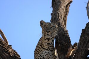 10 Days of Unique Experience Kenya and Uganda