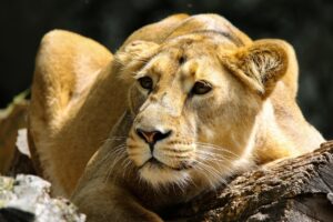10 Days of Unique Experience Kenya and Uganda