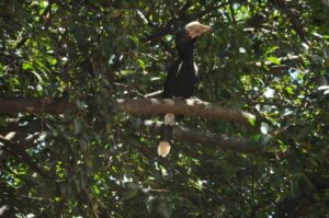 Kakamega Forest National Reserve