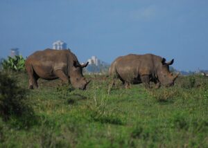 10 Days of Unique Experience Kenya and Uganda
