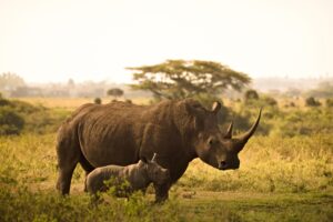 10 Days of Unique Experience Kenya and Uganda