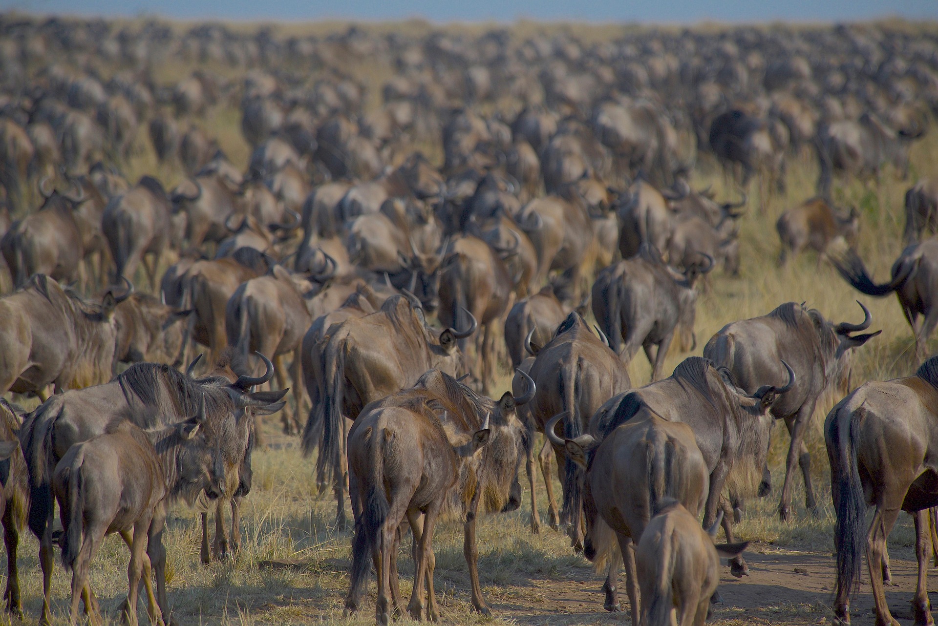 3 Days Maasai Mara National Reserve