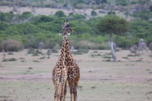 8 Days - Safari Experience - Eco Learning