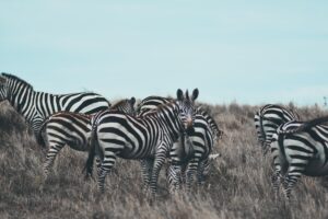8 Days - Safari Experience - Eco Learning